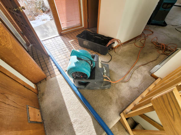 Best Mold removal after water damage  in Estell Manor, NJ