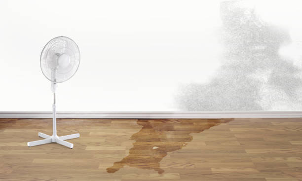 Best Local water damage restoration  in Estell Manor, NJ